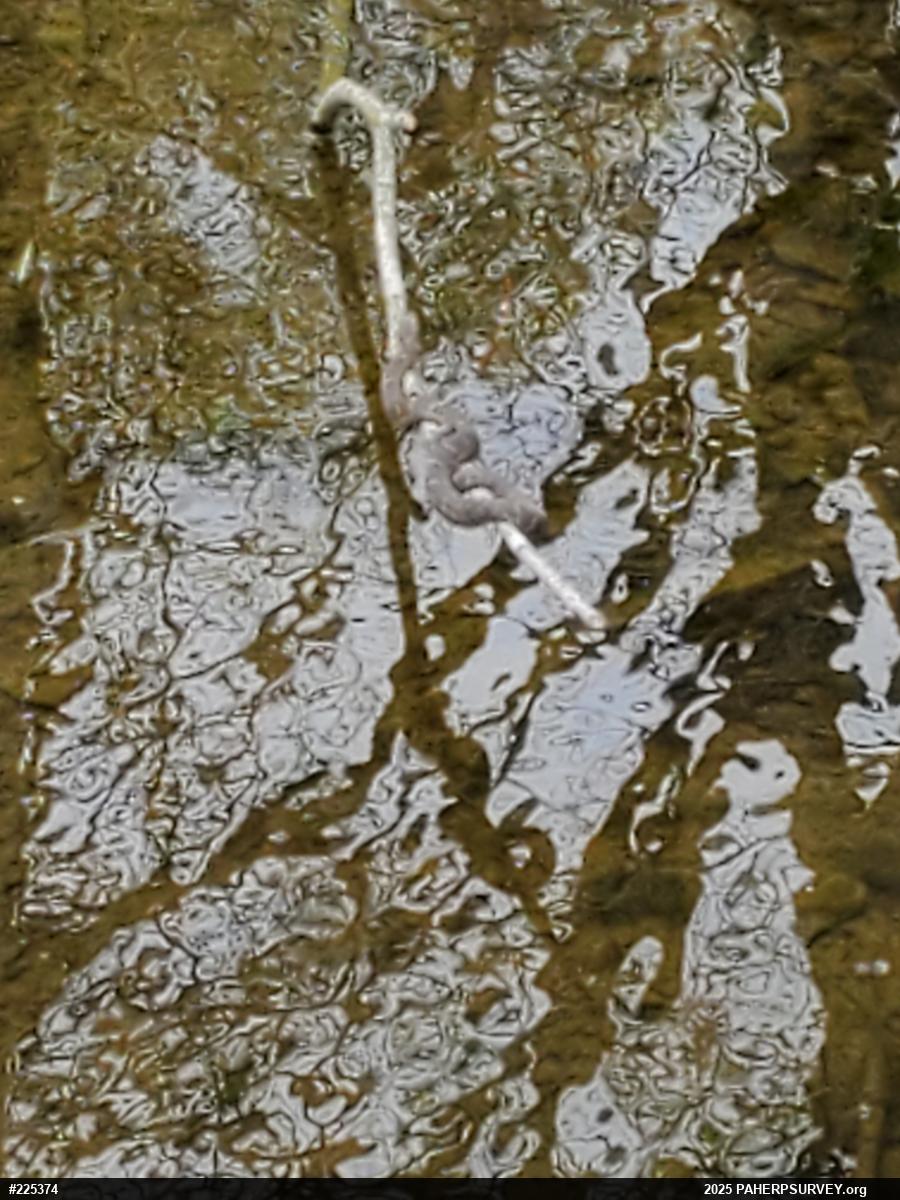 Northern Watersnake