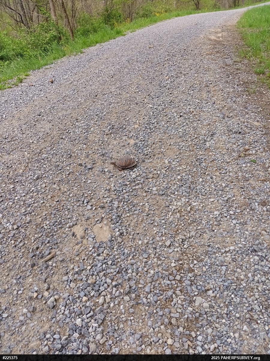 Eastern Box Turtle
