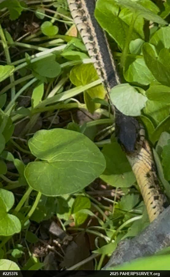 Eastern Gartersnake