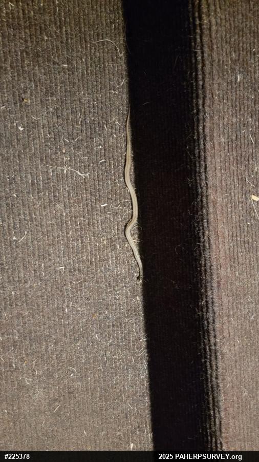 Dekay's Brownsnake