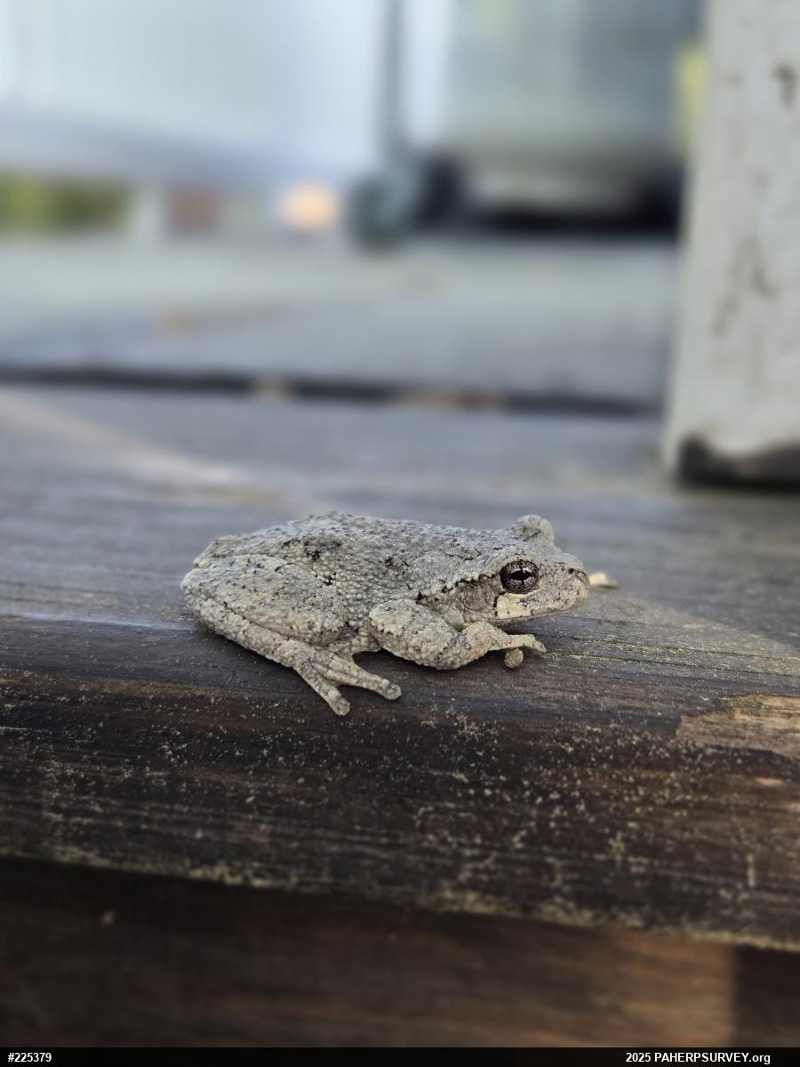 Unknown Gray Treefrog