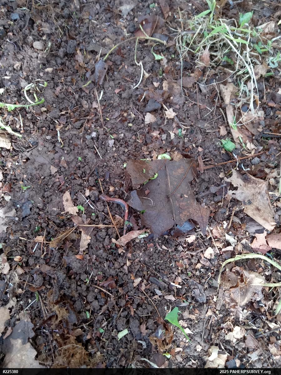 Eastern Red-backed  Salamander