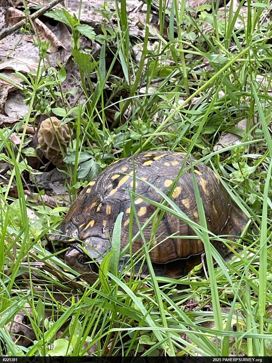 Eastern Box Turtle