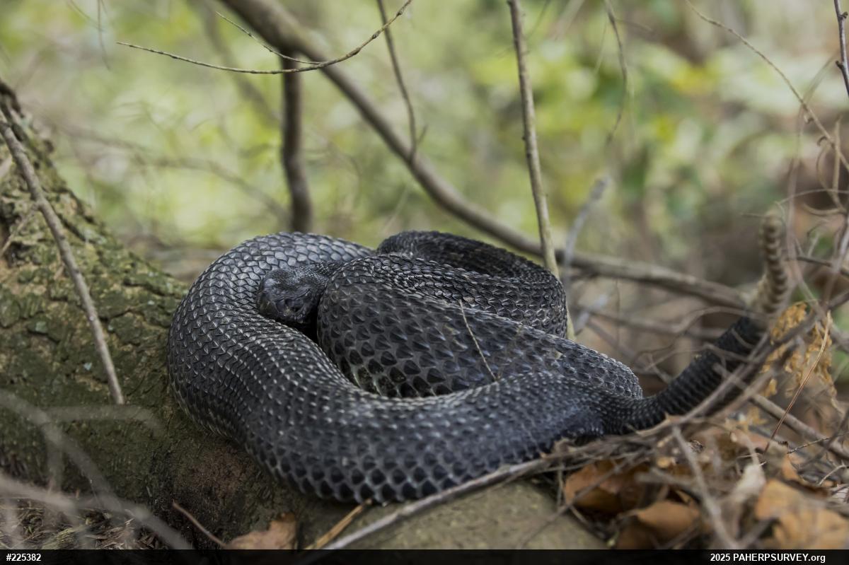 Timber Rattlesnake
