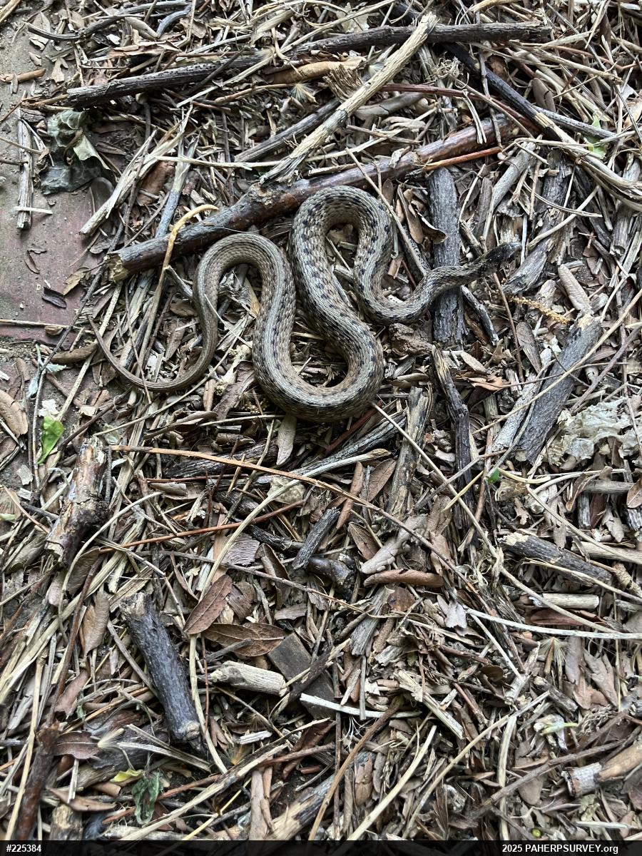 Dekay's Brownsnake