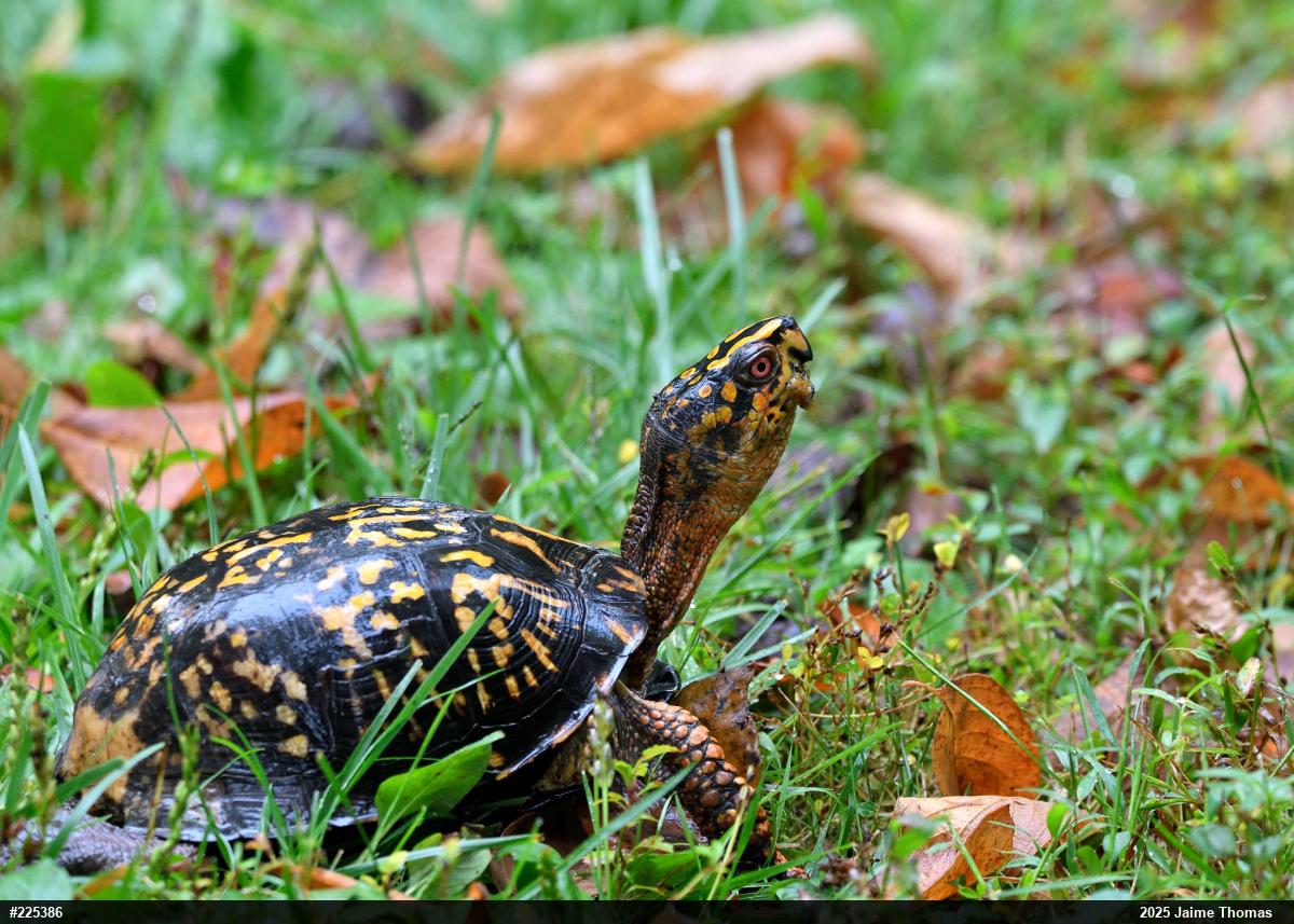 Eastern Box Turtle