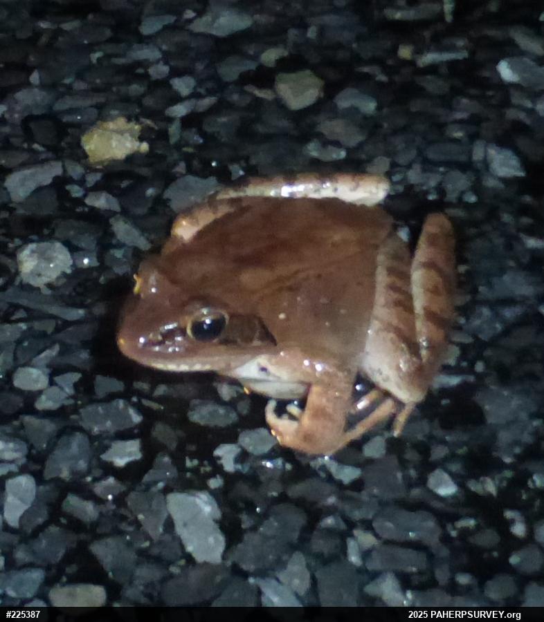 Wood Frog