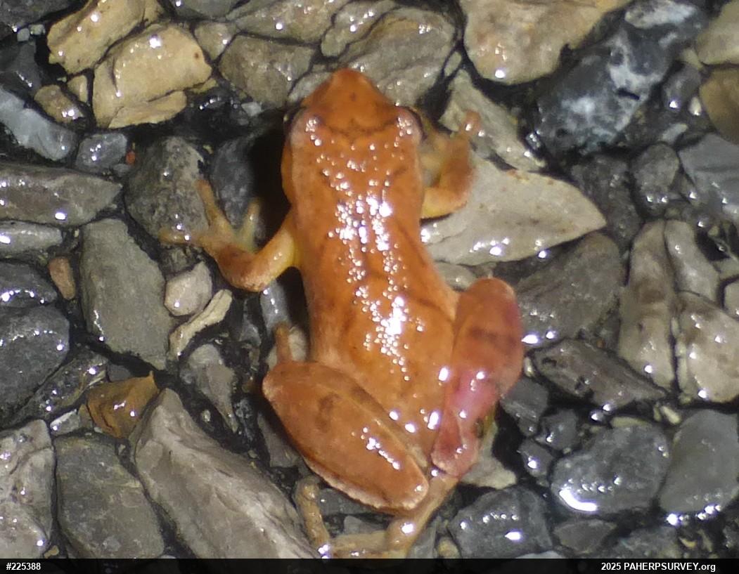 Spring Peeper