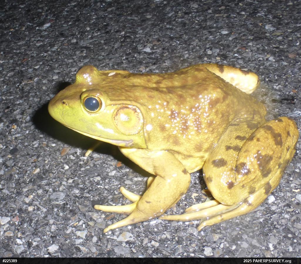 American Bullfrog