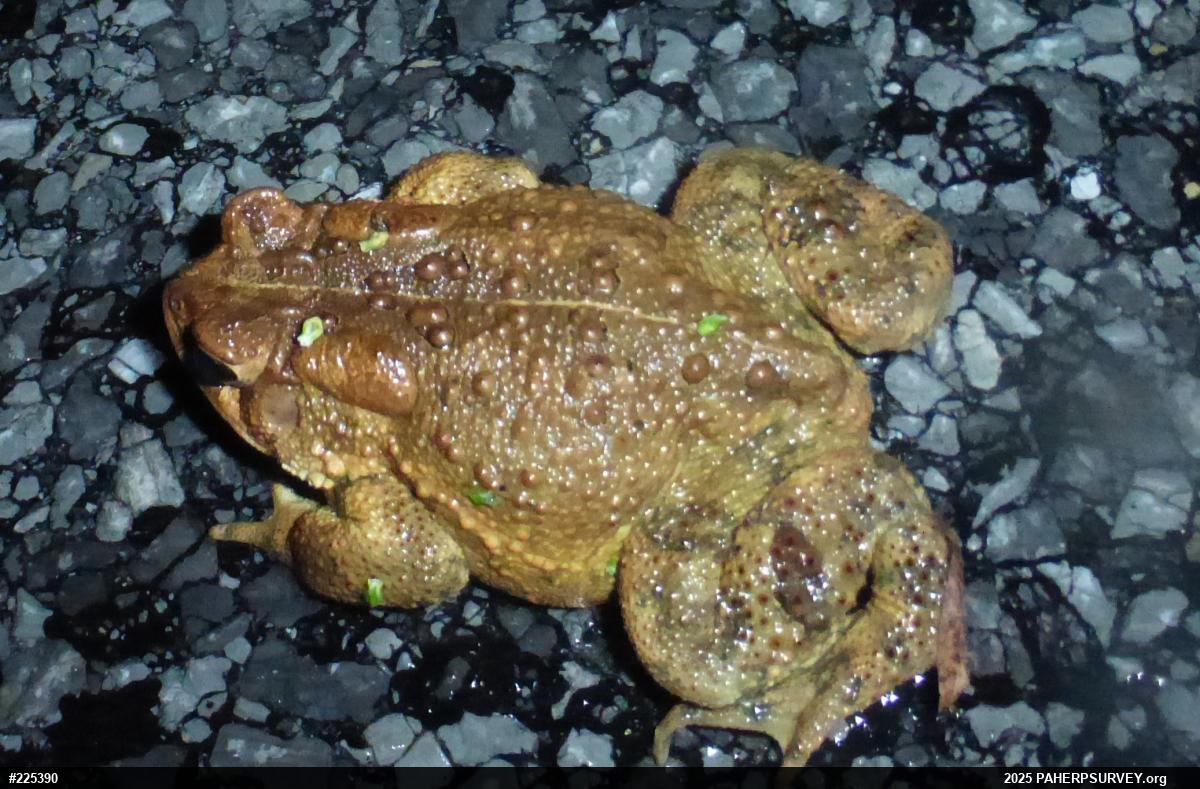 Eastern American Toad