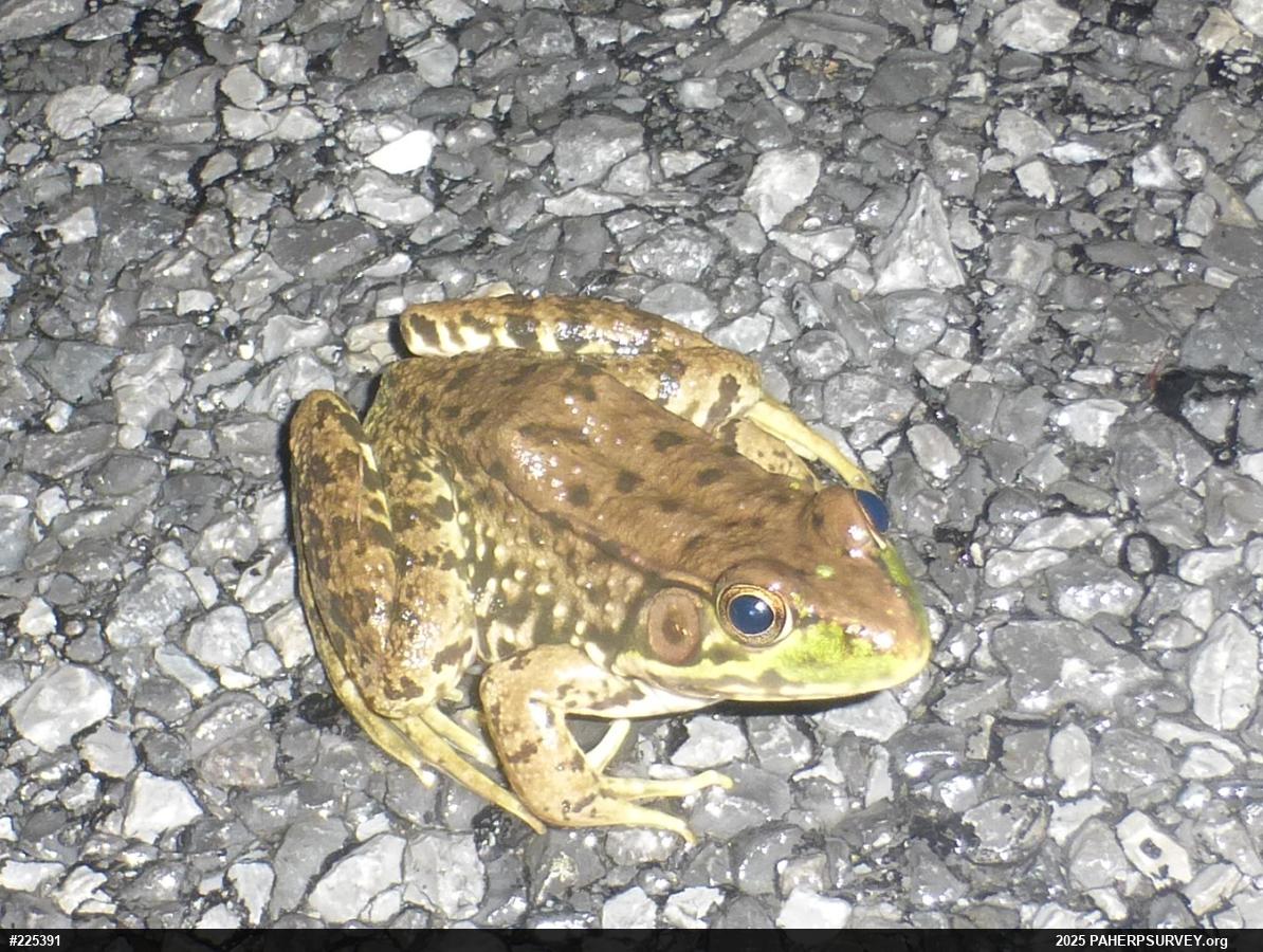 Green Frog