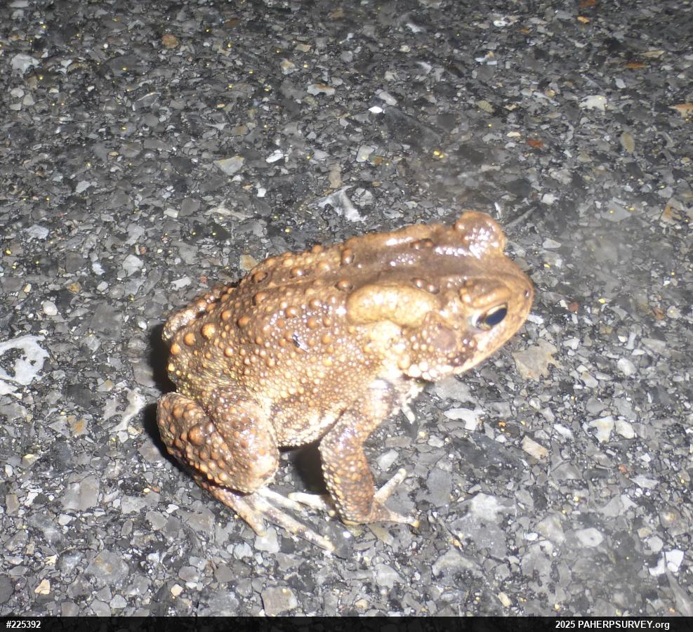 Eastern American Toad