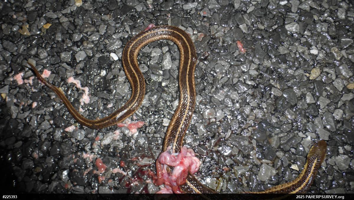 Eastern Gartersnake