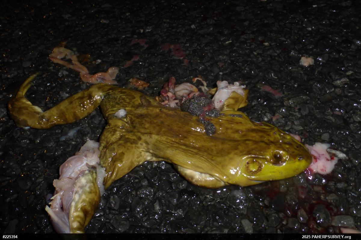 American Bullfrog