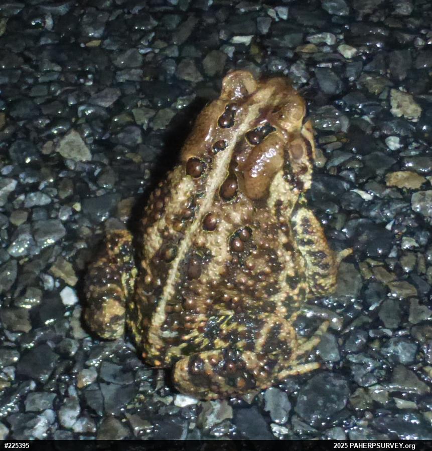 Eastern American Toad