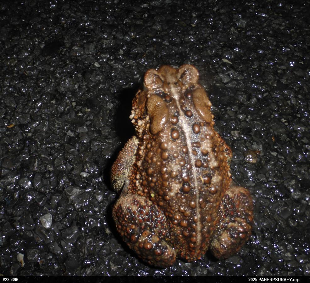 Eastern American Toad