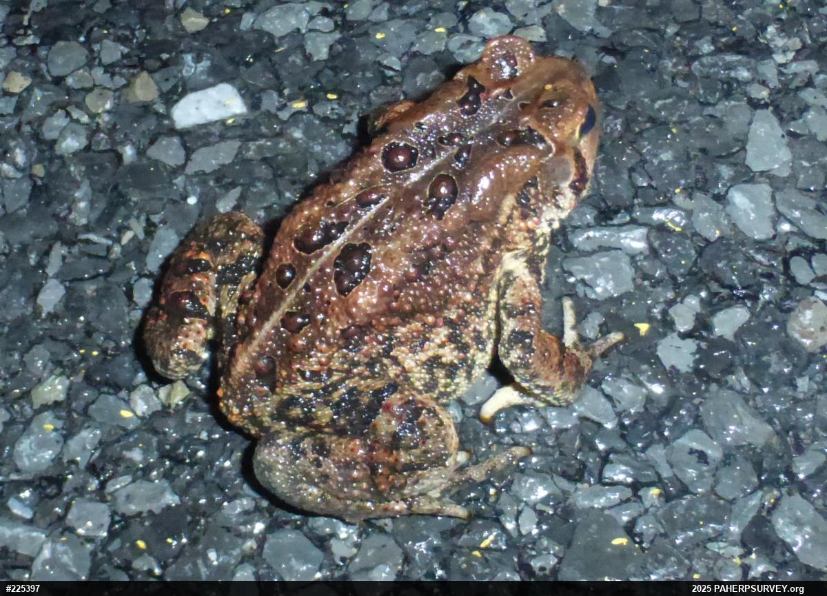 Eastern American Toad