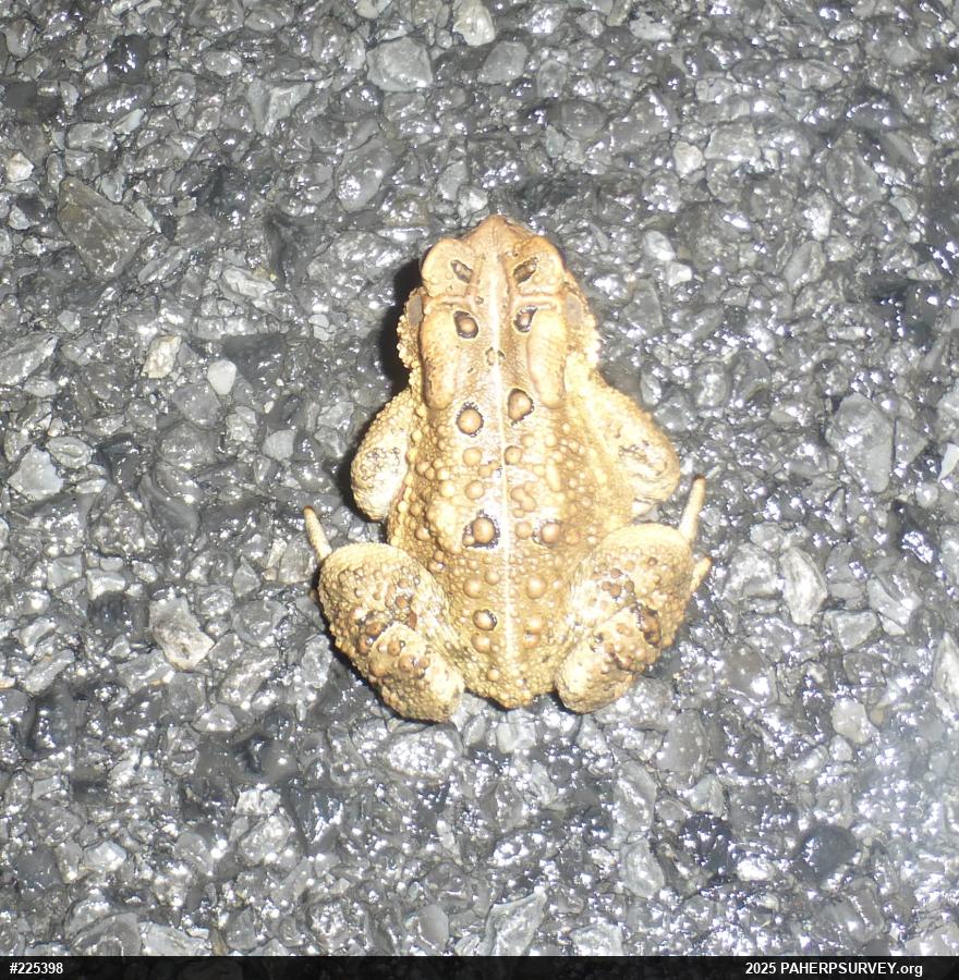 Eastern American Toad