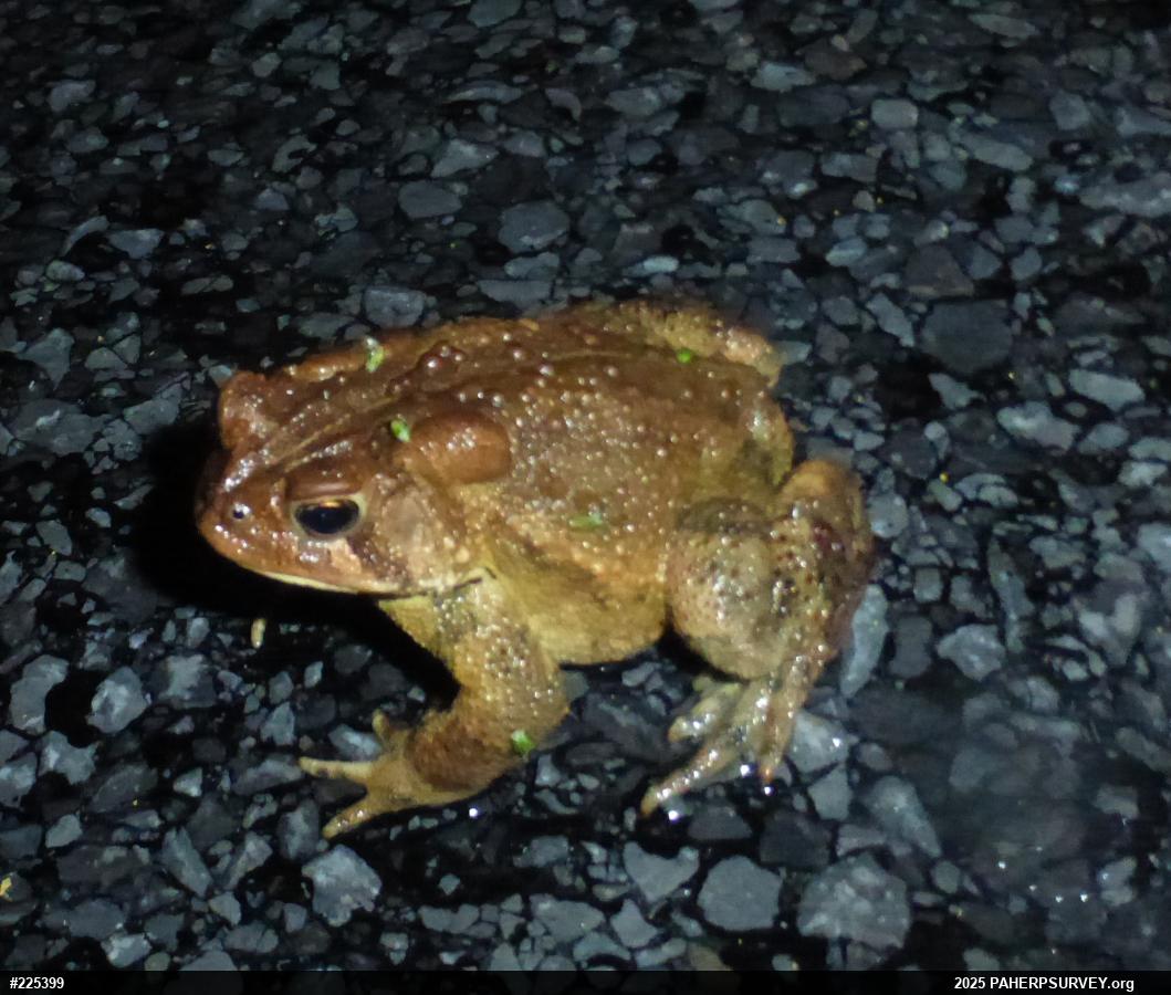 Eastern American Toad