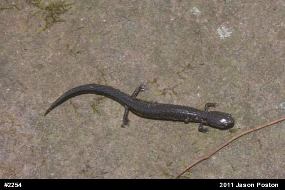 Northern Ravine Salamander