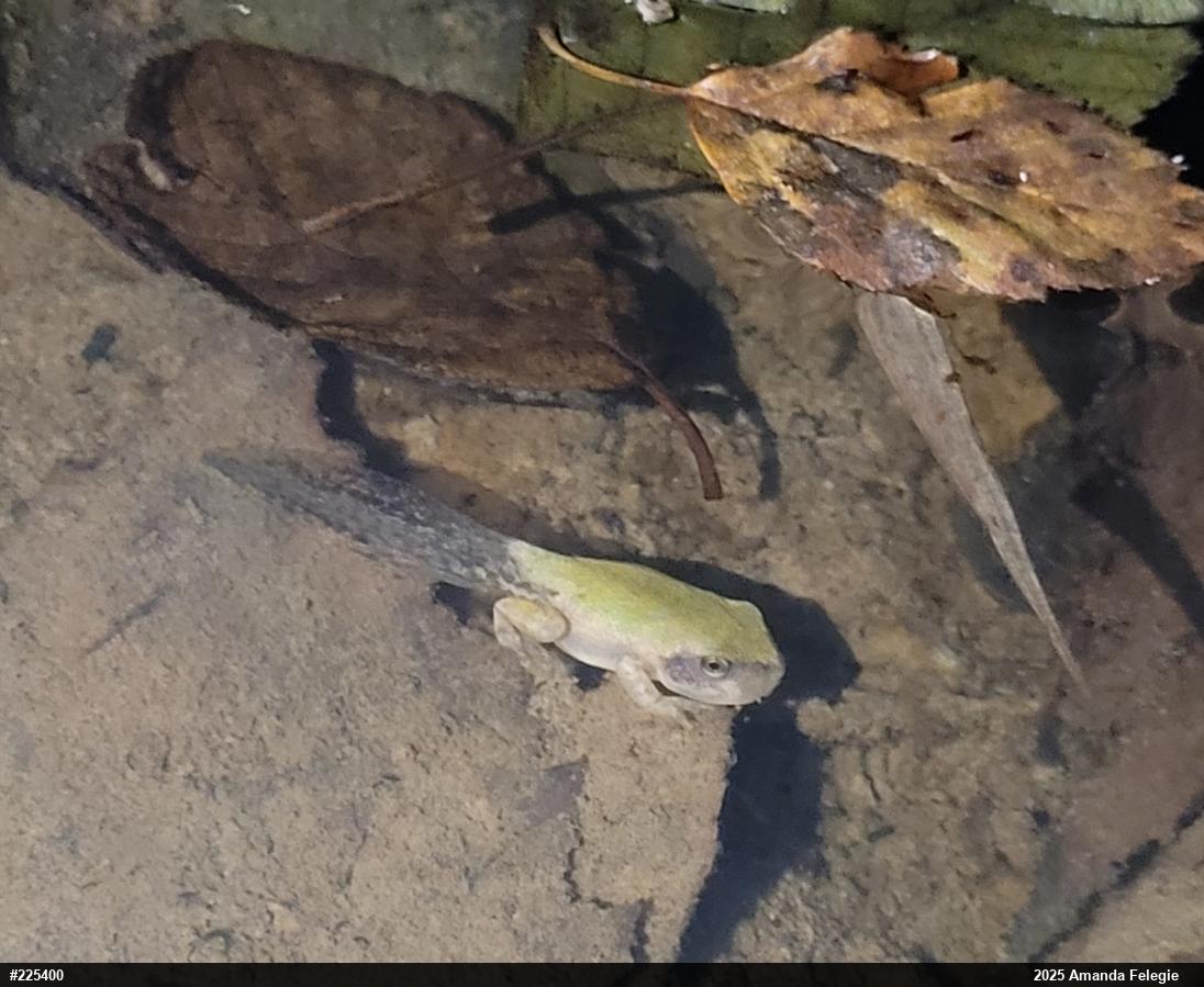 Unknown Gray Treefrog