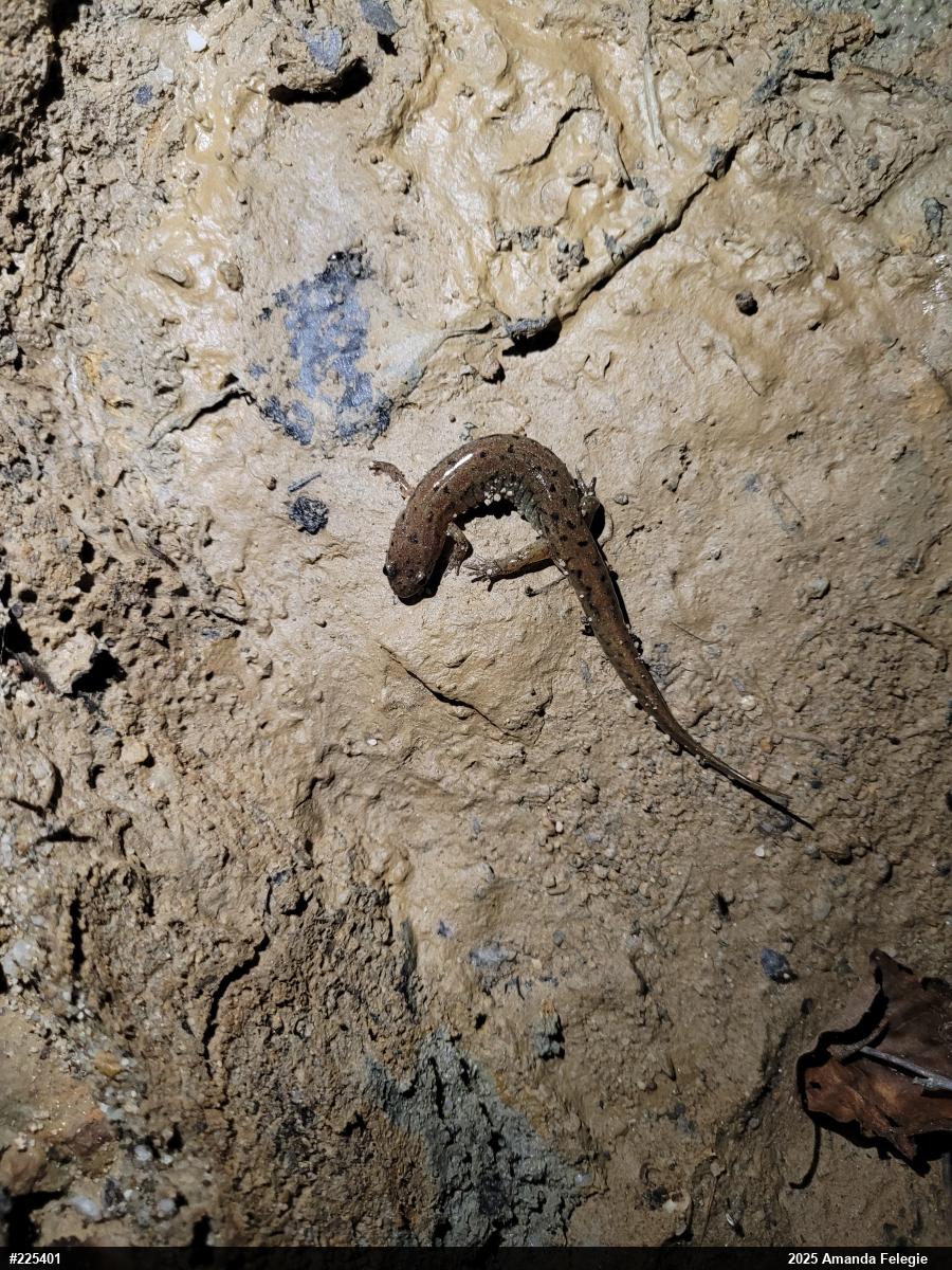Northern Dusky Salamander