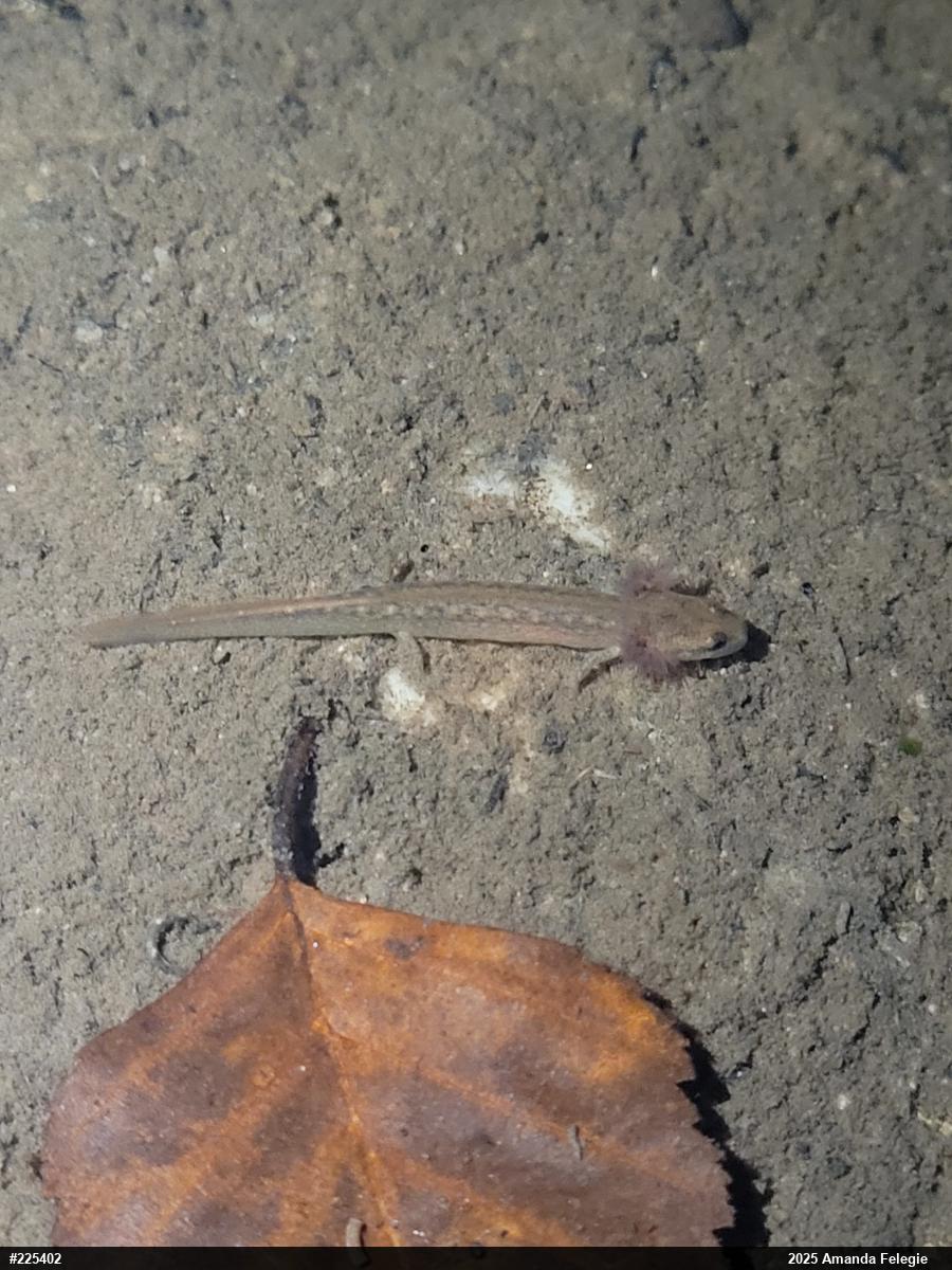 Northern Two-lined Salamander