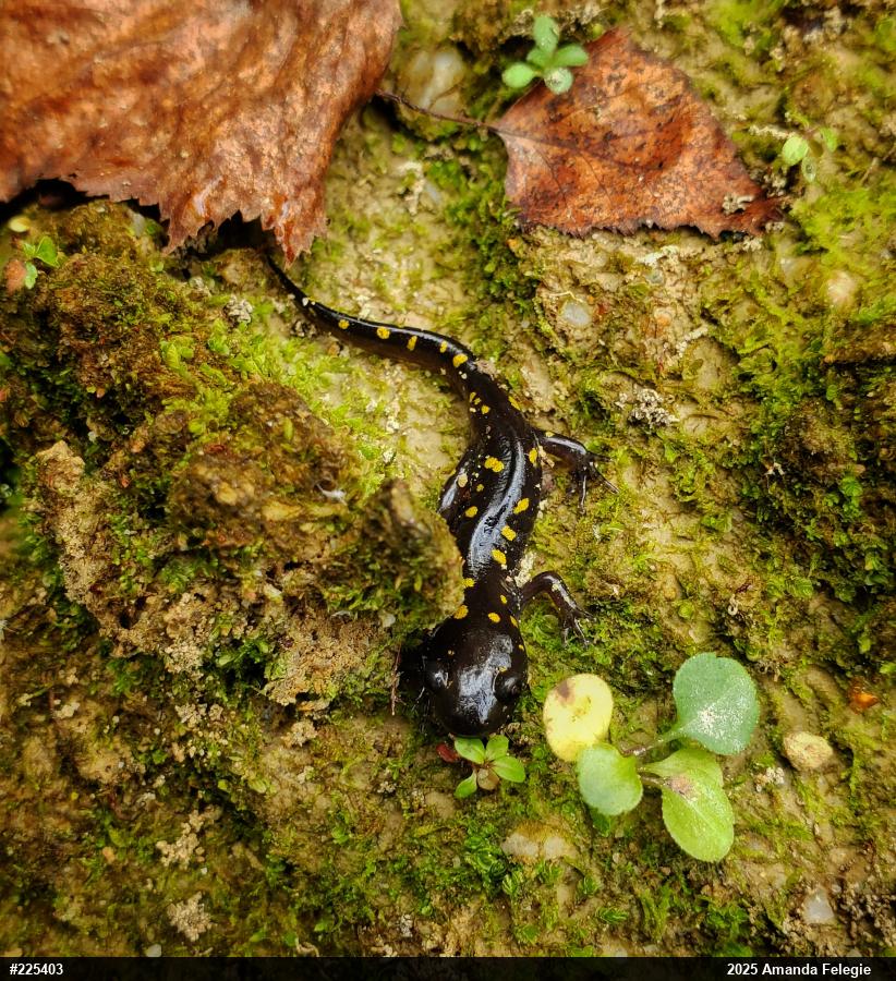 Spotted Salamander