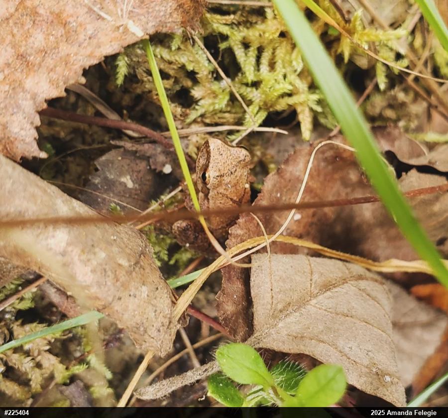 Spring Peeper