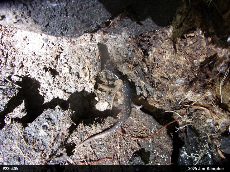 Northern Slimy Salamander