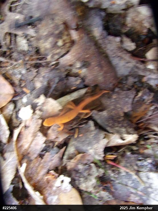Red-spotted Newt