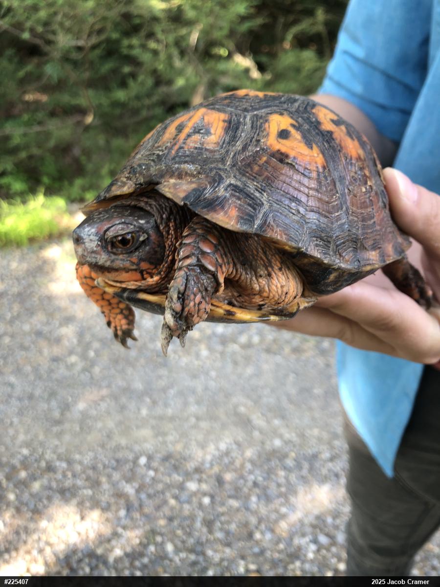 Eastern Box Turtle