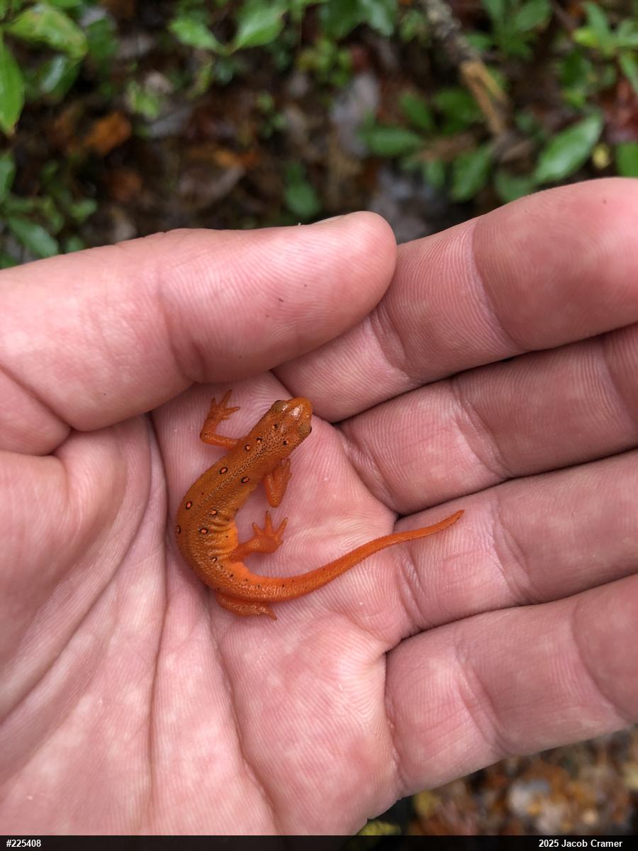 Red-spotted Newt