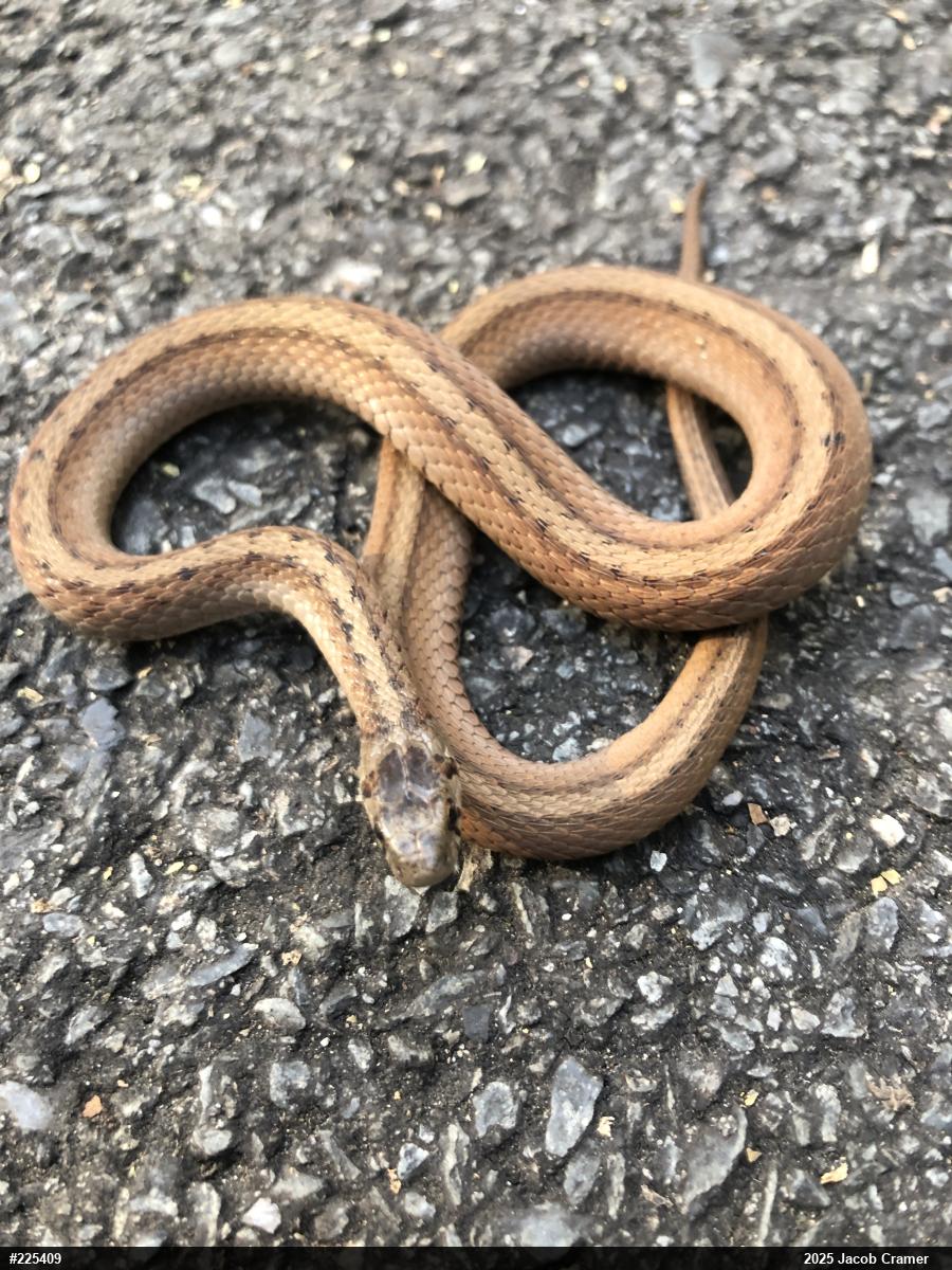 Dekay's Brownsnake