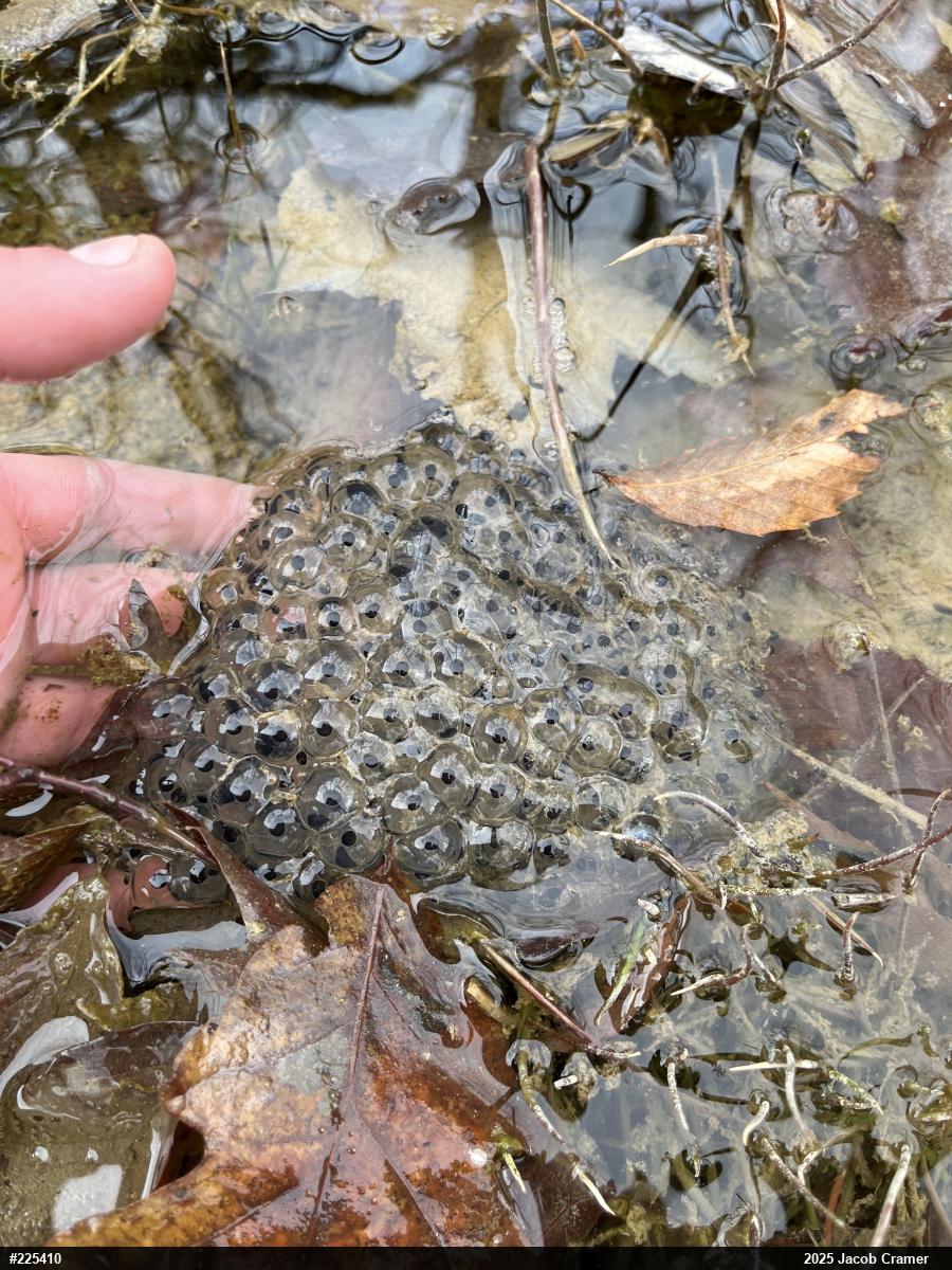 Wood Frog