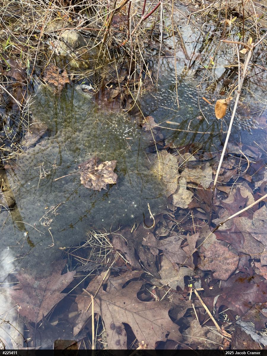 Wood Frog