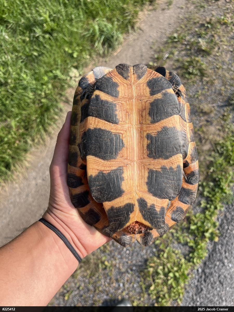Wood Turtle
