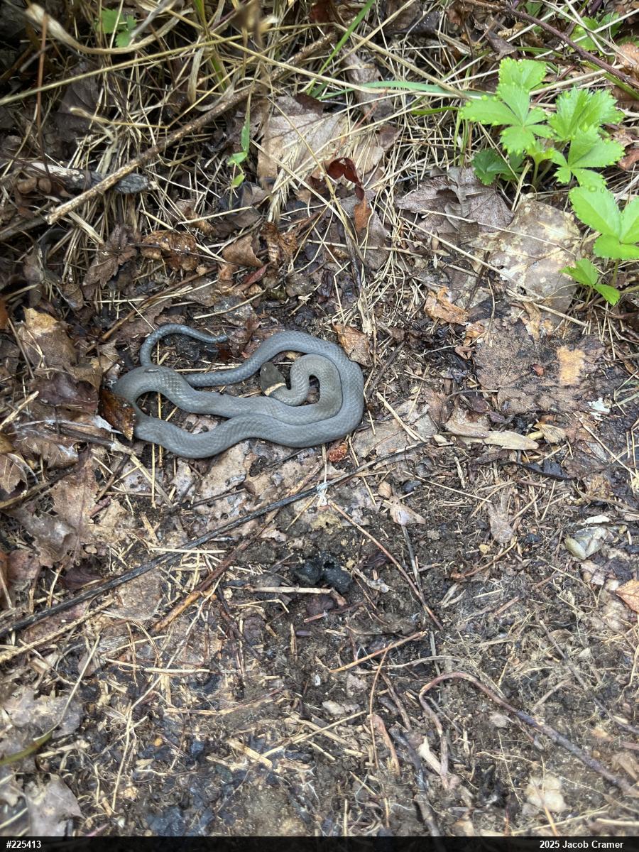 Northern Ring-necked Snake