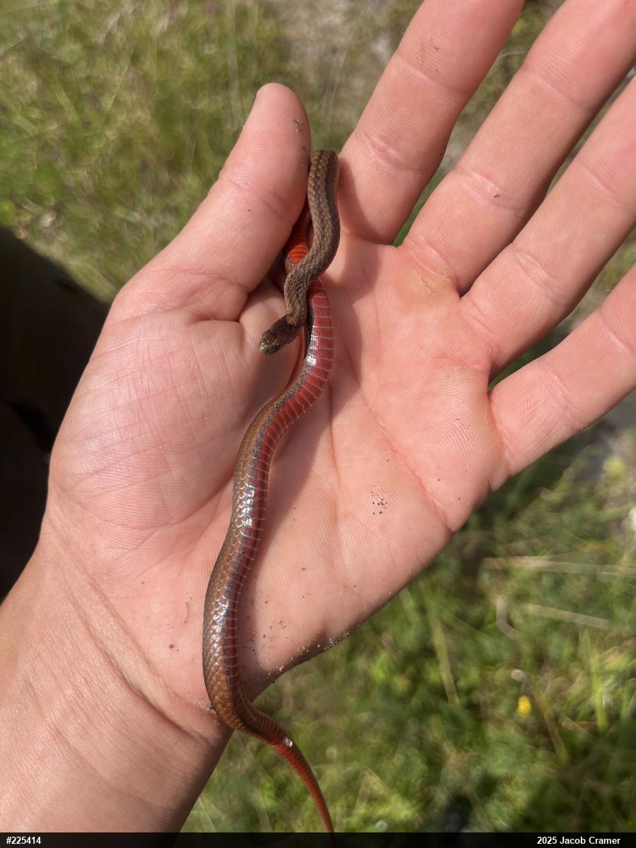 Red-bellied Snake