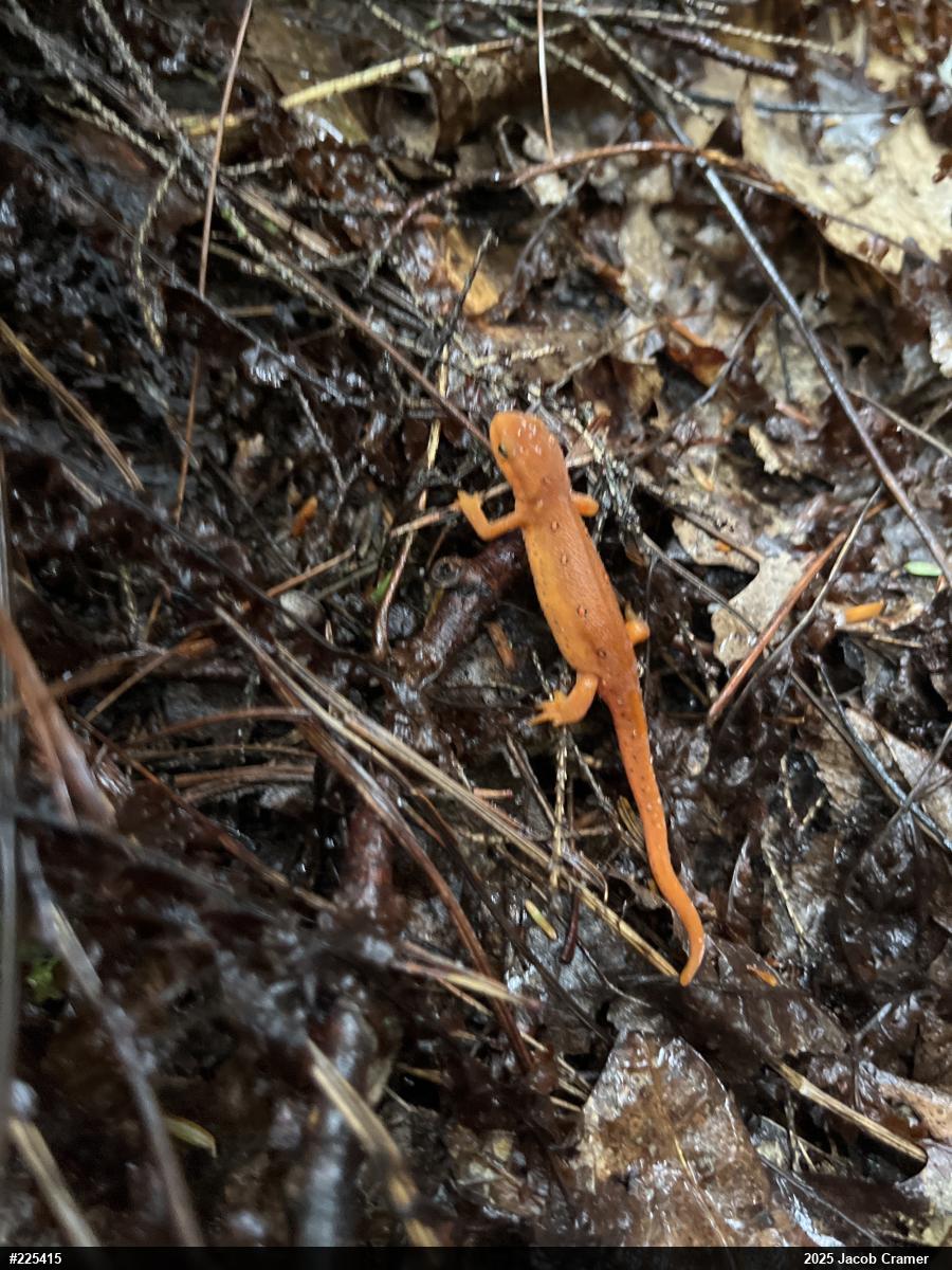 Red-spotted Newt