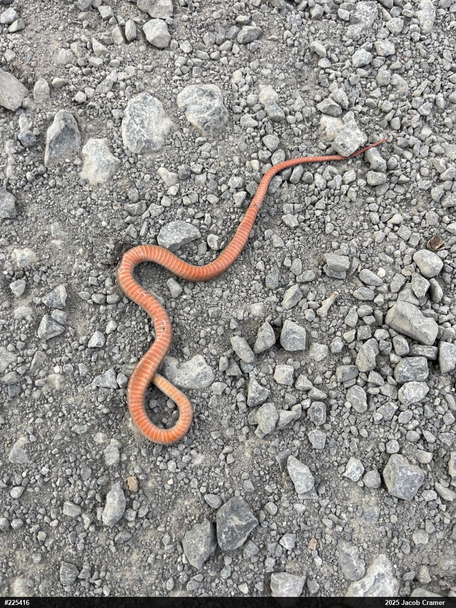 Red-bellied Snake