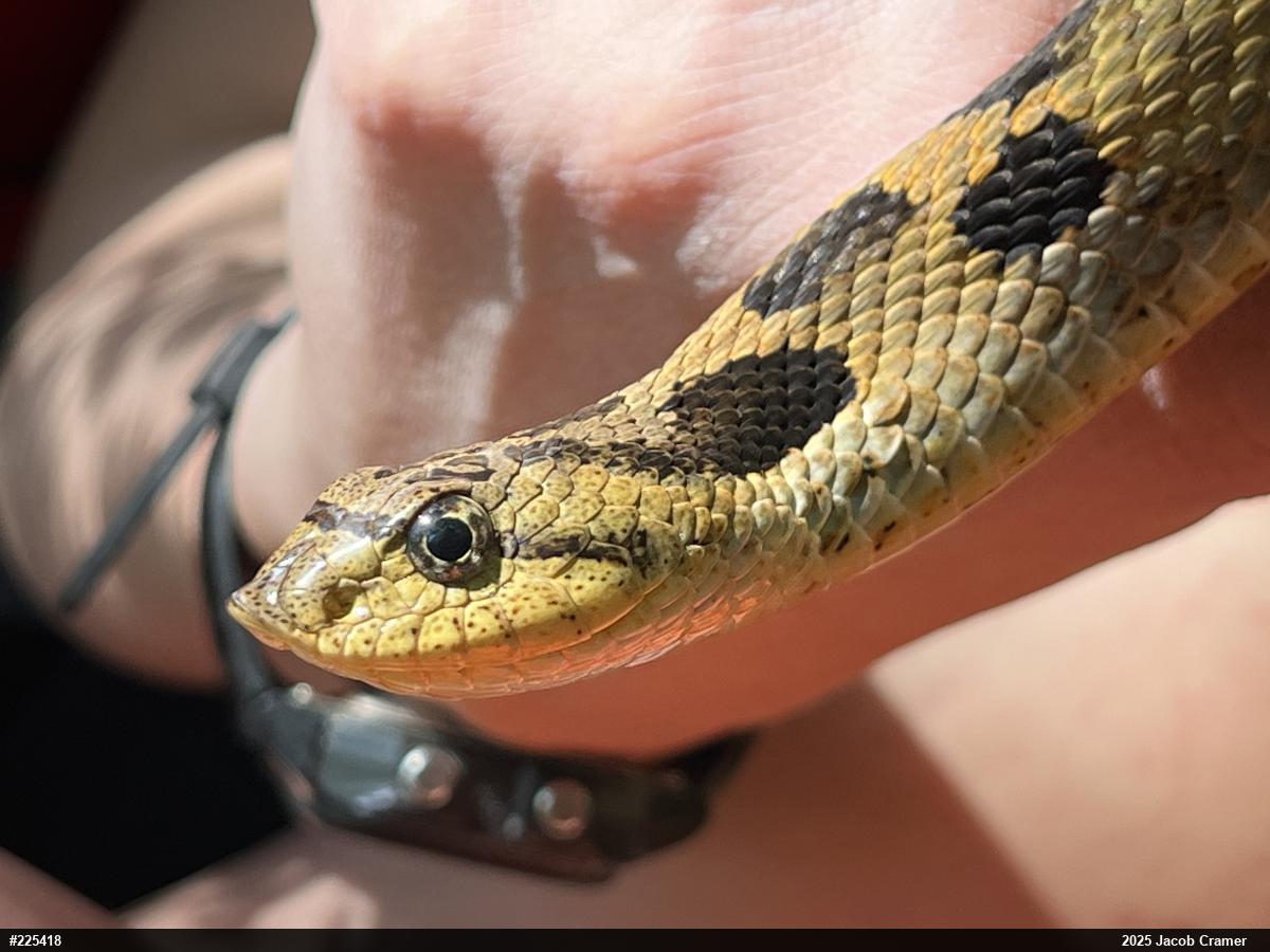 Eastern Hog-nosed Snake