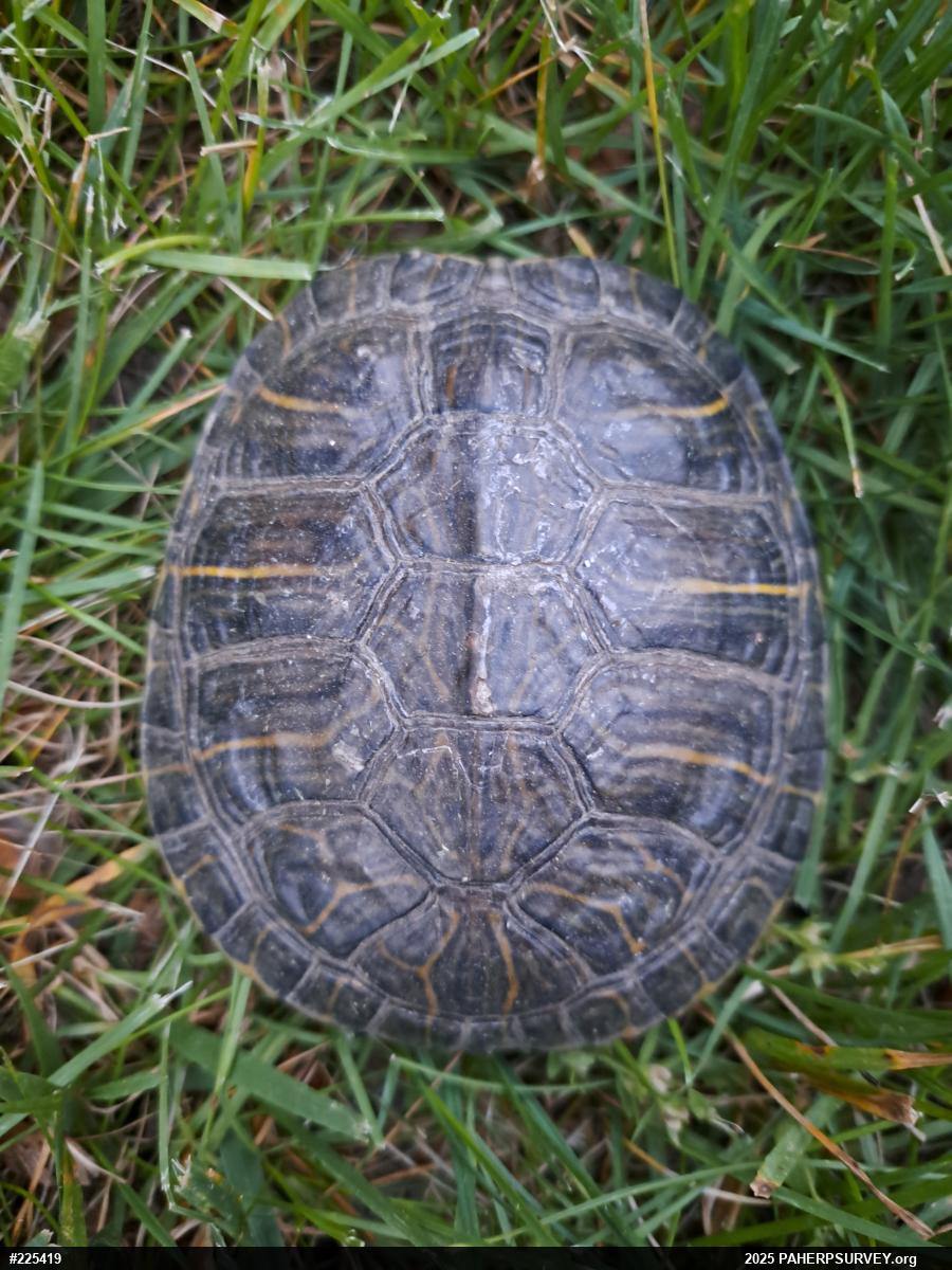 Red-eared Slider