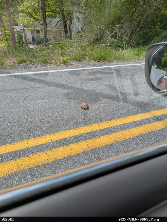 Eastern Box Turtle