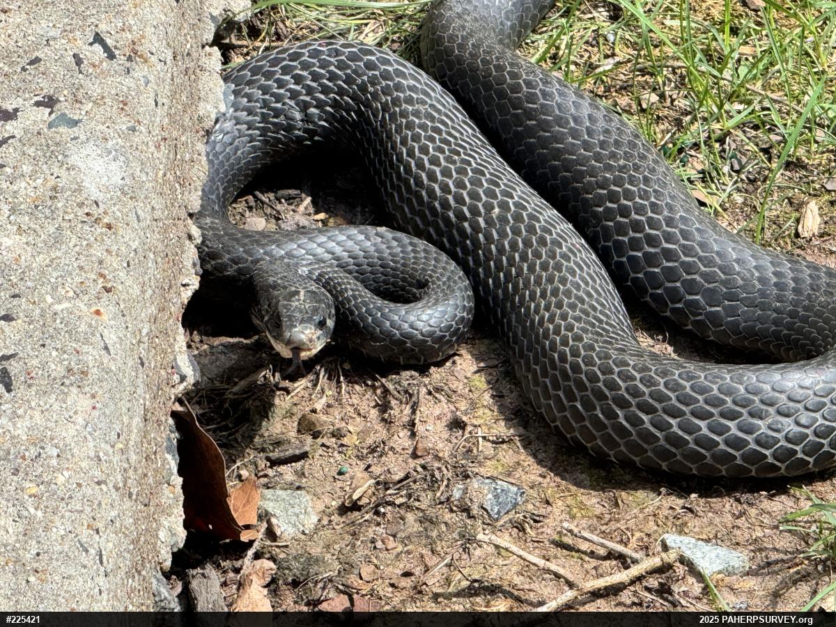 Northern Black Racer