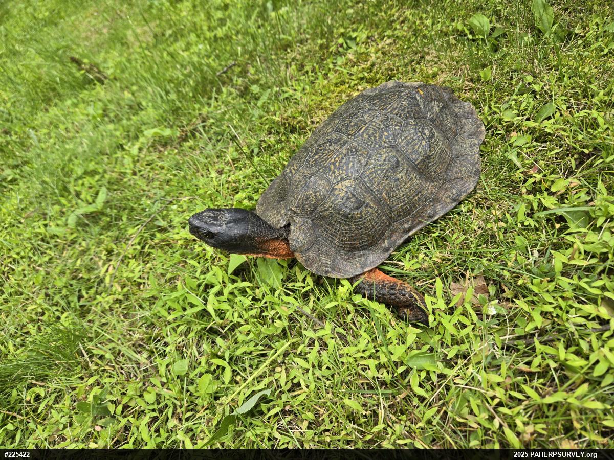 Wood Turtle