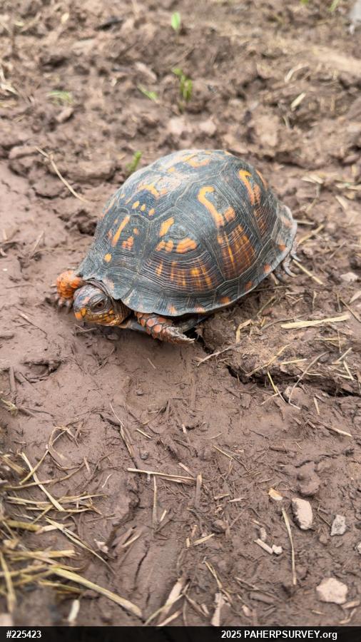 Eastern Box Turtle