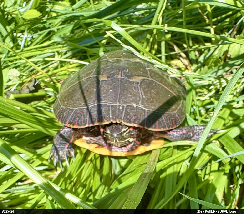 Painted Turtle
