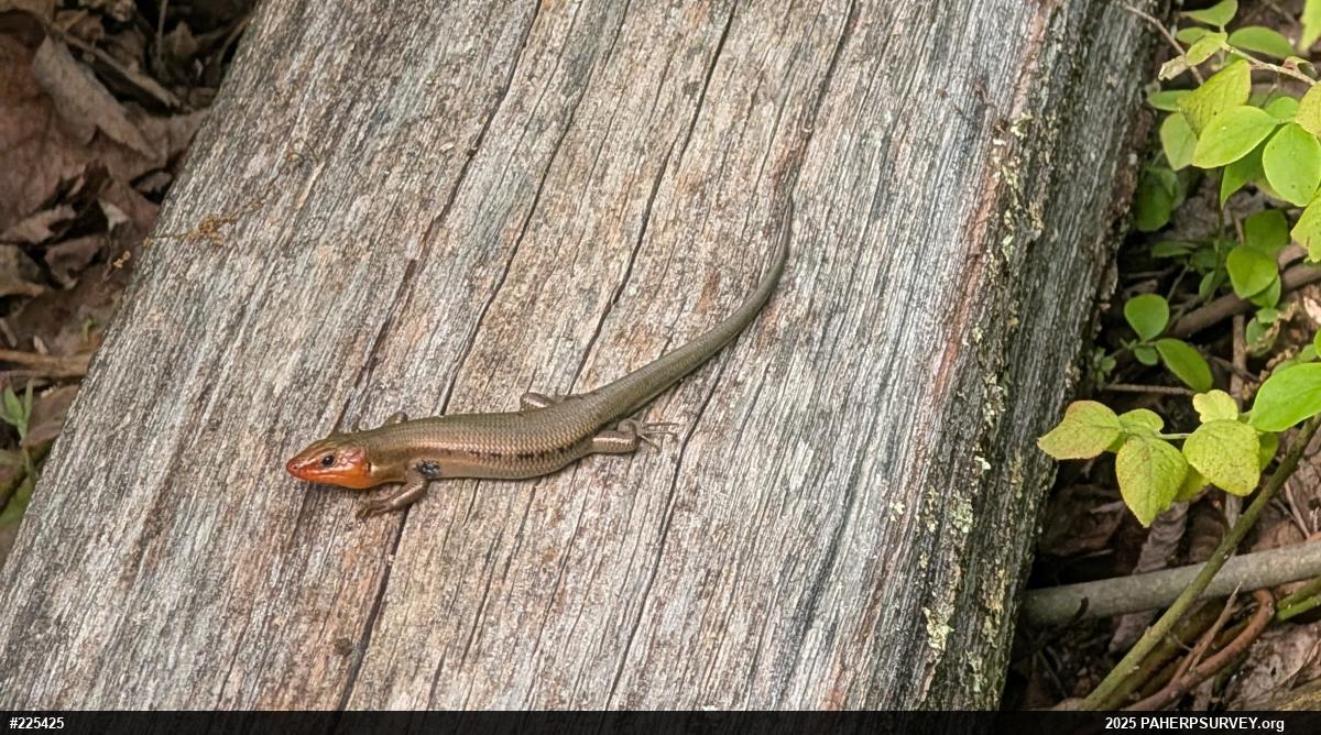 Common Five-lined Skink