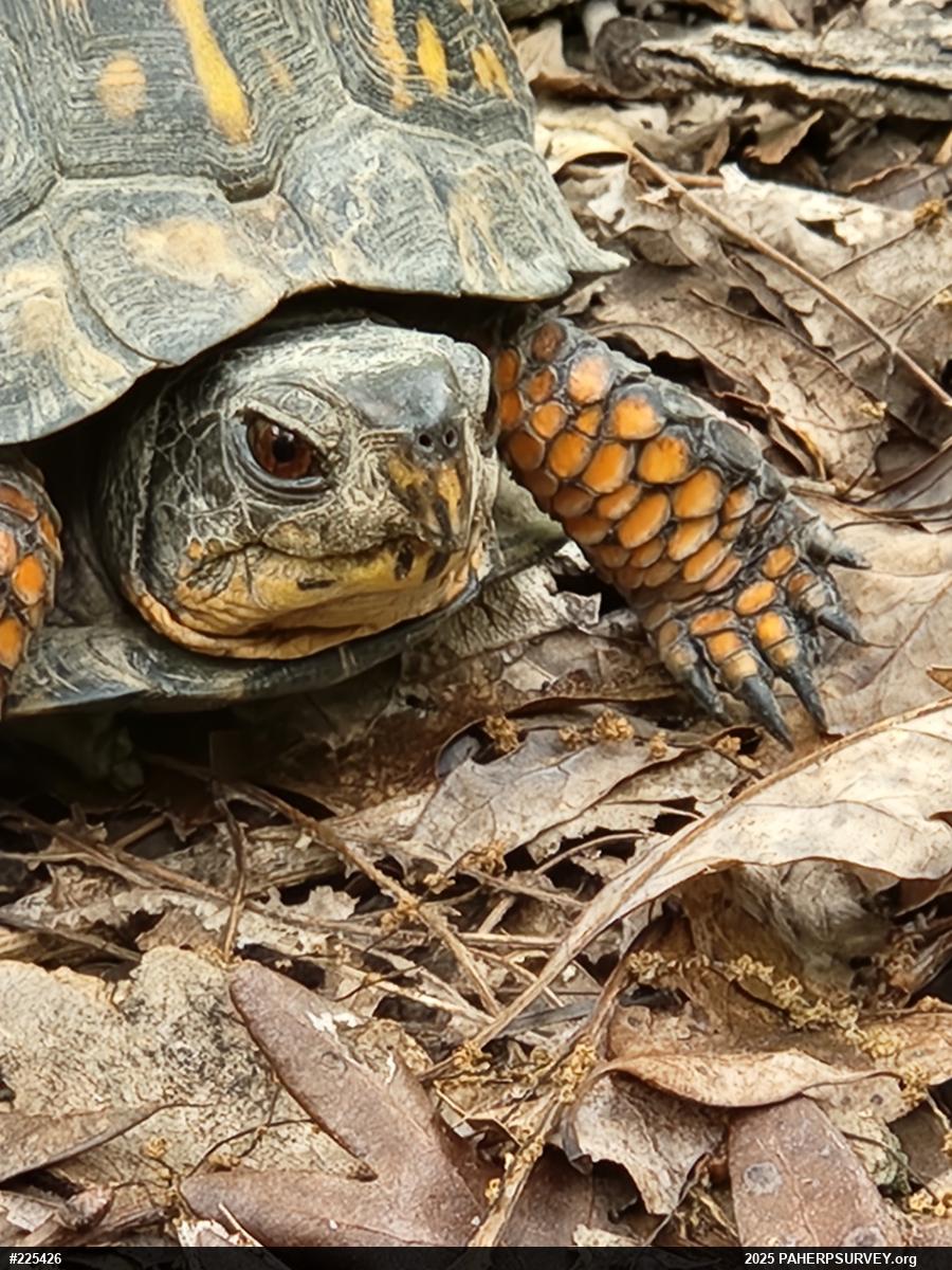Eastern Box Turtle